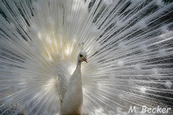 https://mb-projekt.com/2020/04/15/white-peacocks/