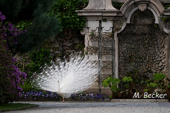 https://mb-projekt.com/2020/04/15/white-peacocks/